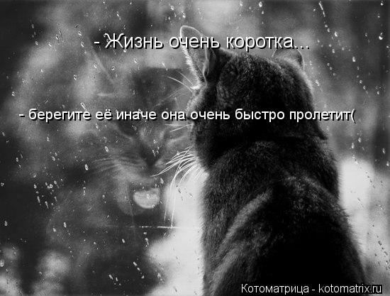 - Жизнь очень коротка... - берегите её иначе она очень быстро пролетит(... Котоматрица: - Жизнь очень коротка... - берегите её иначе она очень быстро пролетит(