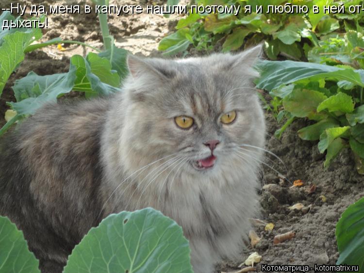 --Ну да,меня в капусте нашли,поэтому я и люблю в ней от- дыхать!... Котоматрица: --Ну да,меня в капусте нашли,поэтому я и люблю в ней от- дыхать!