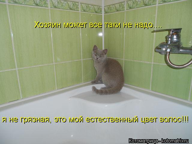 Котоматрица: Хозяин может все таки не надо.... я не грязная, это мой естественный цвет волос!!!