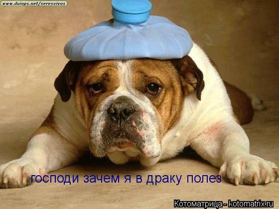 господи зачем я в драку полез... Котоматрица: господи зачем я в драку полез