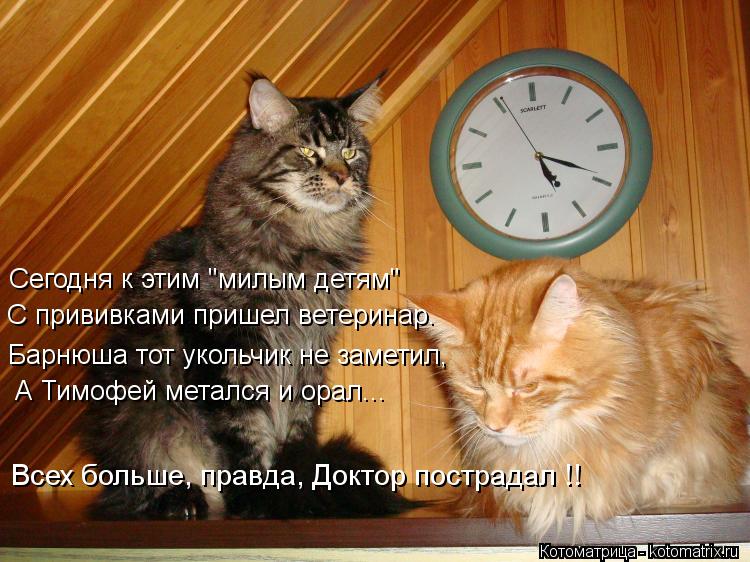 Сегодня к этим "милым детям" С прививками пришел ветеринар. Барнюша тот укольчик не заметил, А Тимофе... Котоматрица: Сегодня к этим "милым детям" С прививками пришел ветеринар. Барнюша тот укольчик не заметил, А Тимофей метался и орал... Всех больше, правда, Д