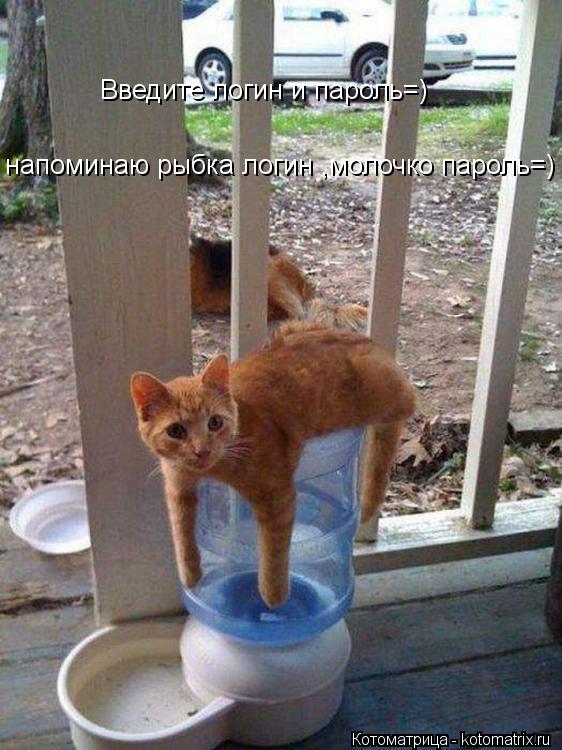 Введите логин и пароль=) напоминаю рыбка логин ,молочко пароль=)... Котоматрица: Введите логин и пароль=) напоминаю рыбка логин ,молочко пароль=)