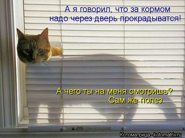 А я говорил, что за кормом надо через дверь прокрадыватся! А чего ты на меня смотришь? Сам же полез.... Котоматрица: А я говорил, что за кормом надо через дверь прокрадыватся! А чего ты на меня смотришь? Сам же полез.