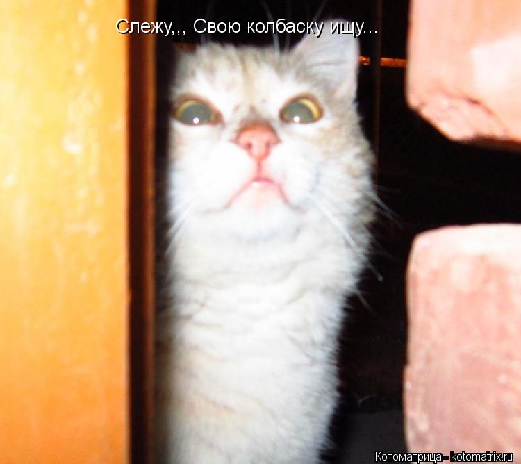 Слежу,,, Свою колбаску ищу...... Котоматрица: Слежу,,, Свою колбаску ищу...