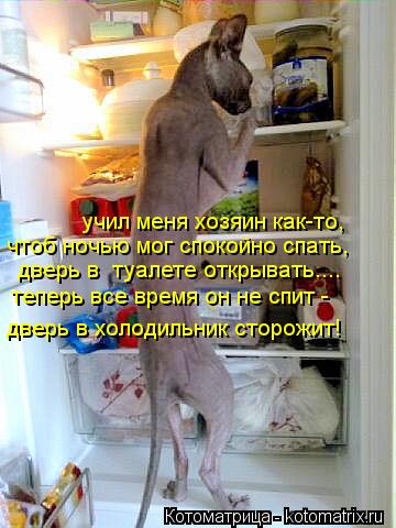 учил меня хозяин как-то, чтоб ночью мог спокойно спать, дверь в туалете открывать.... теперь все вре... Котоматрица: учил меня хозяин как-то, чтоб ночью мог спокойно спать, дверь в туалете открывать.... теперь все время он не спит - дверь в холодильник сторож