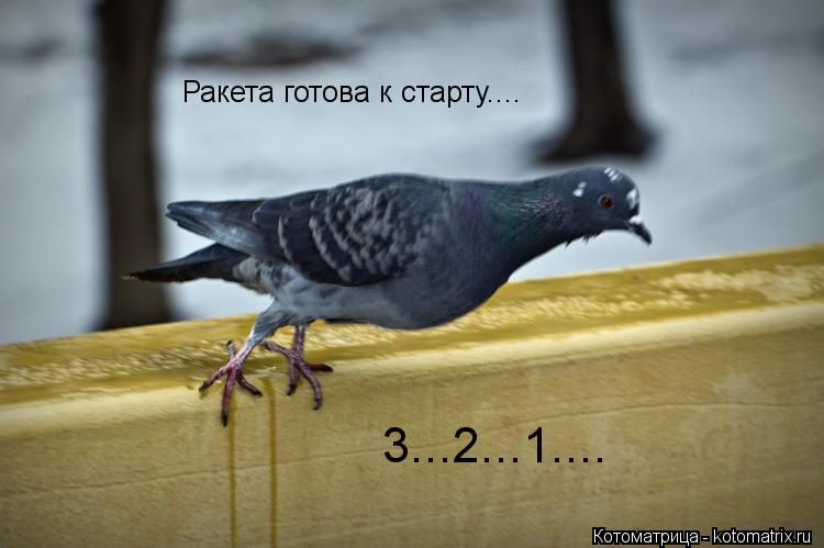 Котоматрица: Ракета готова к старту.... 3...2...1....