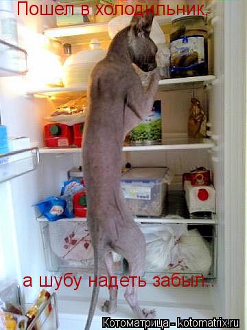 Пошел в холодильник, а шубу надеть забыл..... Котоматрица: Пошел в холодильник, а шубу надеть забыл..