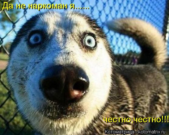 Котоматрица: Да не наркоман я...... честно,честно!!!