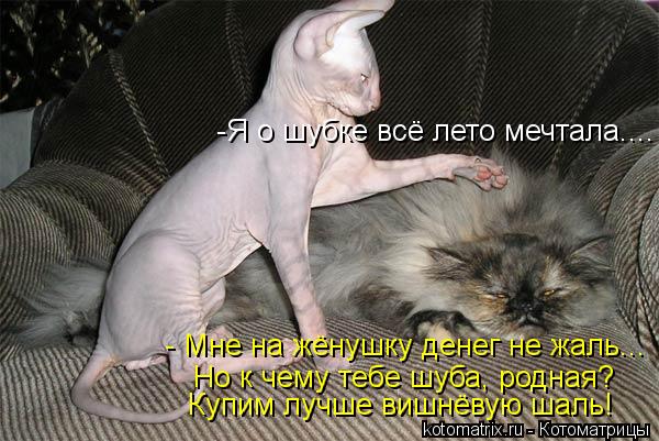 - Мне на жёнушку денег не жаль... Но к чему тебе шуба, родная? Купим лучше вишнёвую шаль! -Я о шубке... Котоматрица: - Мне на жёнушку денег не жаль... Но к чему тебе шуба, родная? Купим лучше вишнёвую шаль! -Я о шубке всё лето мечтала....