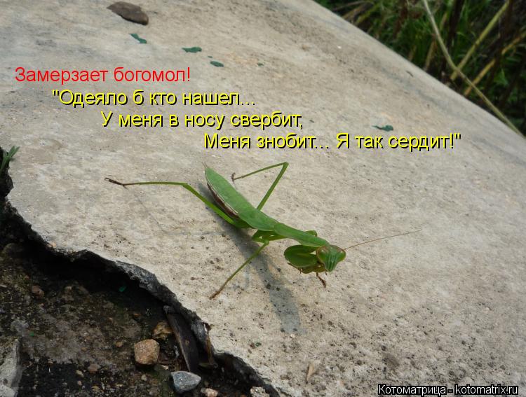 Замерзает богомол! "Одеяло б кто нашел... У меня в носу свербит, Меня знобит... Я так сердит!"... Котоматрица: Замерзает богомол! "Одеяло б кто нашел... У меня в носу свербит, Меня знобит... Я так сердит!"