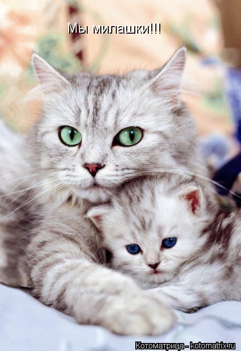 Мы милашки!!!... Котоматрица: Мы милашки!!!