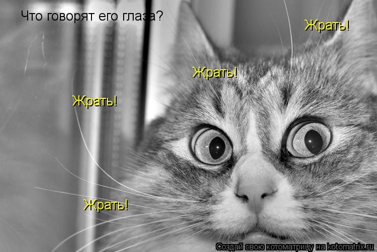 Что говорят его глаза? Жрать! Жрать! Жрать! Жрать!... Котоматрица: Что говорят его глаза? Жрать! Жрать! Жрать! Жрать!