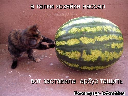 в тапки хозяйки нассал вот заставила арбуз тащить... Котоматрица: в тапки хозяйки нассал вот заставила арбуз тащить