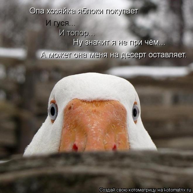 И гуся... И топор... Опа хозяйка яблоки покупает Ну значит я не при чём... А может она меня на десерт... Котоматрица: И гуся... И топор... Опа хозяйка яблоки покупает Ну значит я не при чём... А может она меня на десерт оставляет.