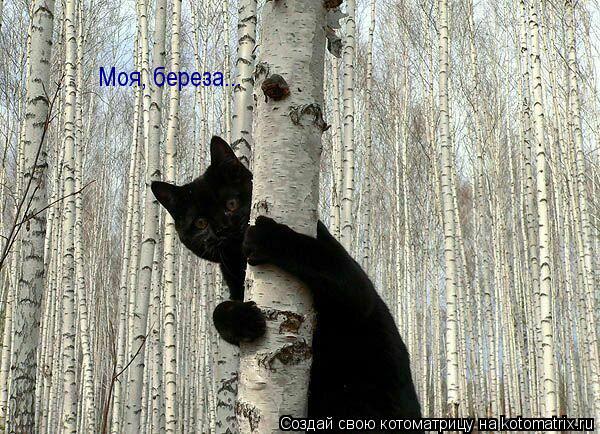 Моя, береза...... Котоматрица: Моя, береза...