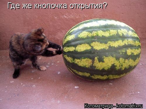 Где же кнопочка открытия?... Котоматрица: Где же кнопочка открытия?