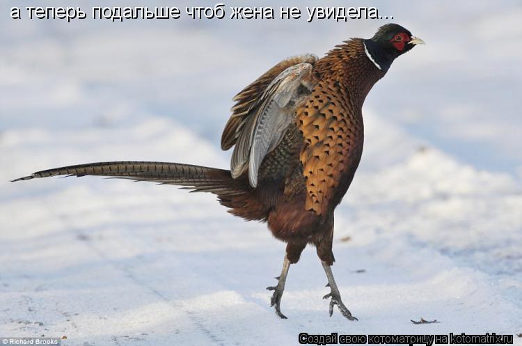 а теперь подальше чтоб жена не увидела...... Котоматрица: а теперь подальше чтоб жена не увидела...
