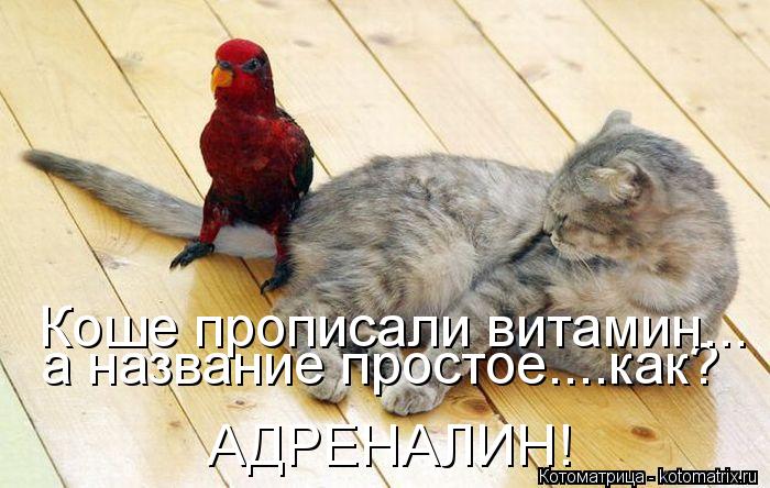 а название простое....как? Коше прописали витамин... АДРЕНАЛИН!... Котоматрица: а название простое....как? Коше прописали витамин... АДРЕНАЛИН!
