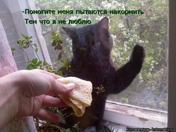 -Помогите меня пытаются накормить Тем что я не люблю... Котоматрица: -Помогите меня пытаются накормить Тем что я не люблю