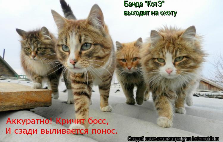Банда "КотЭ" выходит на охоту Аккуратно! Кричит босс, И сзади выливается понос.... Котоматрица: Банда "КотЭ" выходит на охоту Аккуратно! Кричит босс, И сзади выливается понос.