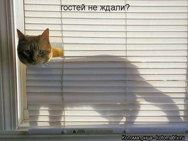 Котоматрица: гостей не ждали?