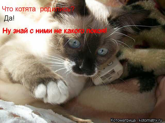 Котоматрица: Что котята  родились? Да! Ну знай с ними не какого покоя! Ну знай с ними не какого покоя!
