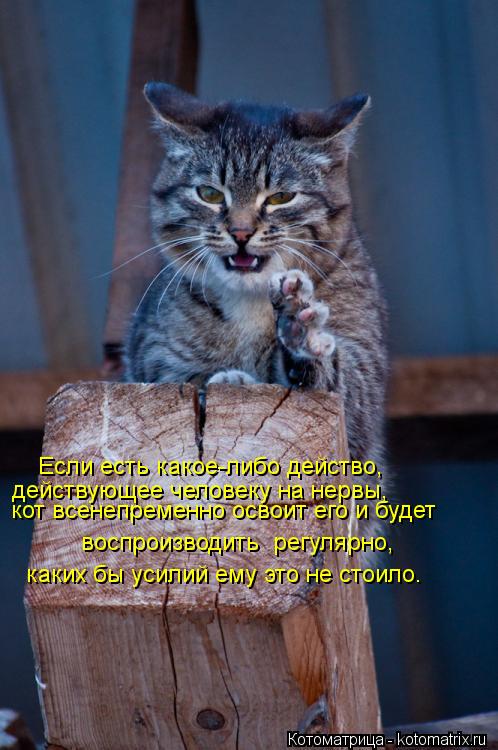 Если есть какое-либо действо, действующее человеку на нервы, кот всенепременно освоит его и будет в... Котоматрица: Если есть какое-либо действо, действующее человеку на нервы, кот всенепременно освоит его и будет воспроизводить регулярно, каких бы уси