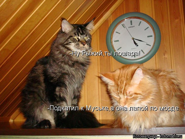 -Ну Рыжий,ты лошара! -Подкатил к Муське,а она лапой по морде...... Котоматрица: -Ну Рыжий,ты лошара! -Подкатил к Муське,а она лапой по морде...