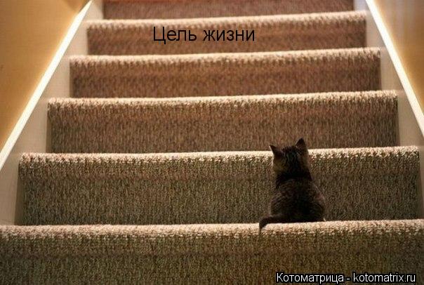 Цель жизни... Котоматрица: Цель жизни