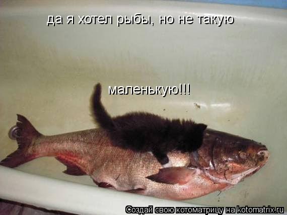 маленькую!!! да я хотел рыбы, но не такую... Котоматрица: маленькую!!! да я хотел рыбы, но не такую