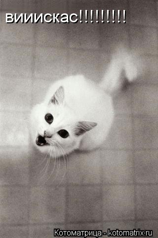 вииискас!!!!!!!!!... Котоматрица: вииискас!!!!!!!!!