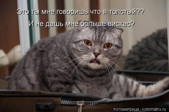 Котоматрица: Это ты мне говоришь что я толстый?? И не дашь мне больше вискас?