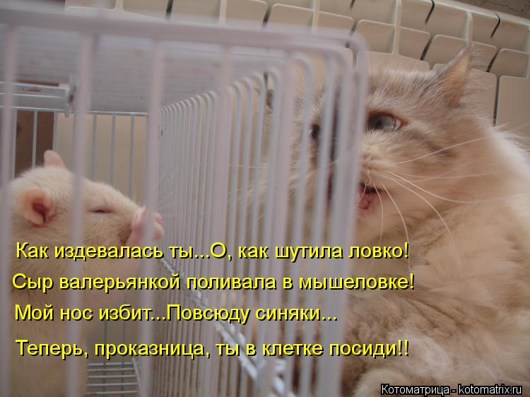 Как издевалась ты...О, как шутила ловко! Сыр валерьянкой поливала в мышеловке! Мой нос избит...Повсюд... Котоматрица: Как издевалась ты...О, как шутила ловко! Сыр валерьянкой поливала в мышеловке! Мой нос избит...Повсюду синяки... Теперь, проказница, ты в клетке