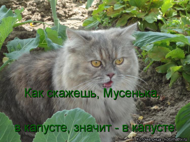 Как скажешь, Мусенька, в капусте, значит - в капусте... Котоматрица: Как скажешь, Мусенька, в капусте, значит - в капусте
