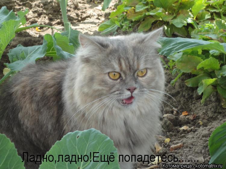 Ладно,ладно!Ещё попадетесь.......... Котоматрица: Ладно,ладно!Ещё попадетесь.......