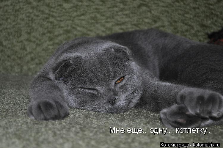 Мне еще.. одну... котлетку..... Котоматрица: Мне еще.. одну... котлетку..