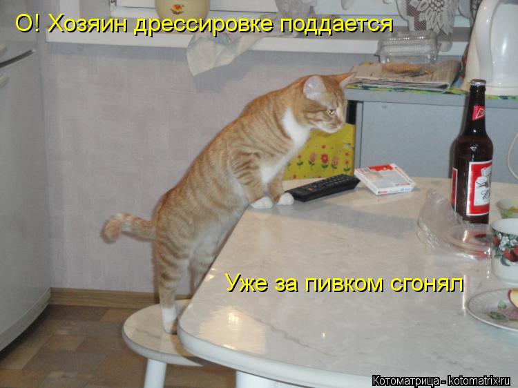 О! Хозяин дрессировке поддается Уже за пивком сгонял... Котоматрица: О! Хозяин дрессировке поддается Уже за пивком сгонял