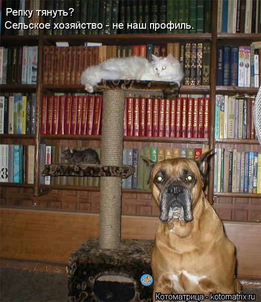 Репку тянуть? Сельское хозяйство - не наш профиль.... Котоматрица: Репку тянуть? Сельское хозяйство - не наш профиль.
