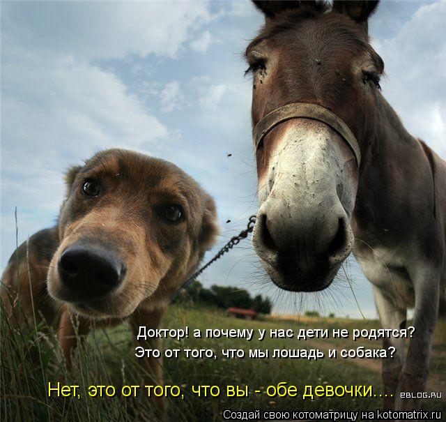 Доктор! а почему у нас дети не родятся? Это от того, что мы лошадь и собака? Нет, это от того, что вы... Котоматрица: Доктор! а почему у нас дети не родятся? Это от того, что мы лошадь и собака? Нет, это от того, что вы - обе девочки....