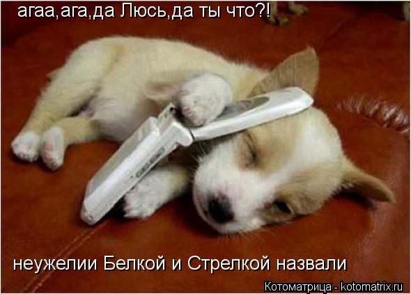 агаа,ага,да Люсь,да ты что?! неужелии Белкой и Стрелкой назвали... Котоматрица: агаа,ага,да Люсь,да ты что?! неужелии Белкой и Стрелкой назвали