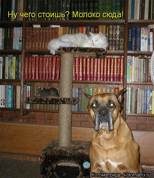 Ну чего стоишь? Молоко сюда!... Котоматрица: Ну чего стоишь? Молоко сюда!