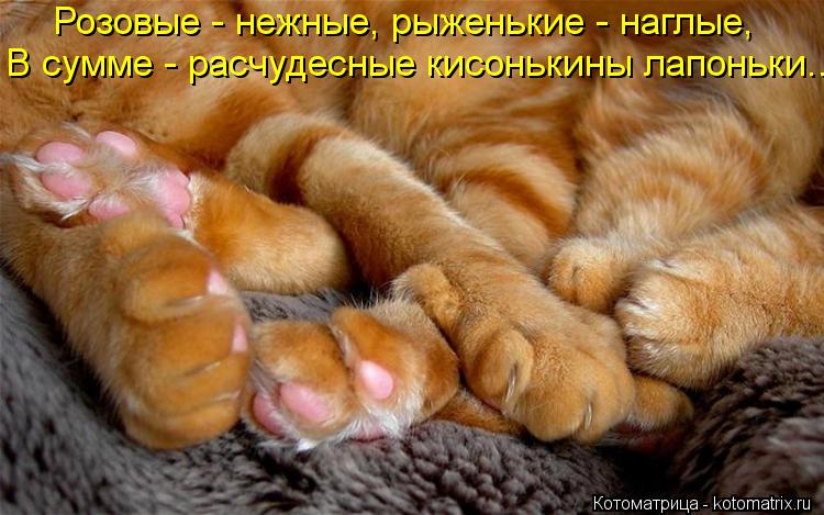 Розовые - нежные, рыженькие - наглые, В сумме - расчудесные кисонькины лапоньки...... Котоматрица: Розовые - нежные, рыженькие - наглые, В сумме - расчудесные кисонькины лапоньки...