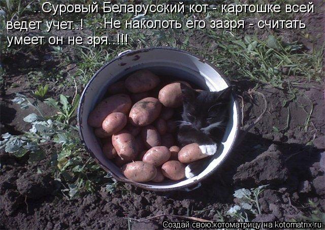 ..Суровый Беларусский кот - картошке всей ведет учет..! ..Не наколоть его зазря - считать умеет он... Котоматрица: ..Суровый Беларусский кот - картошке всей ведет учет..! ..Не наколоть его зазря - считать умеет он не зря..!!!