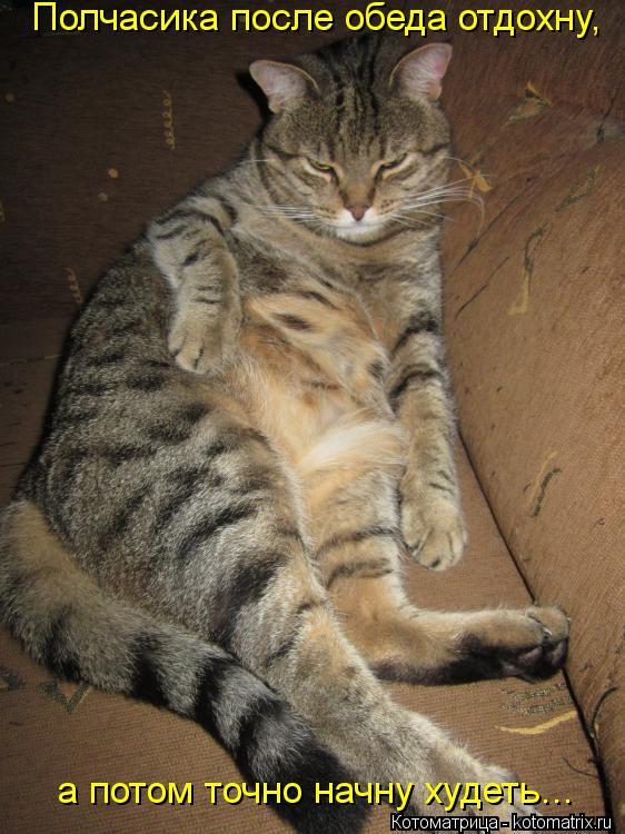 Полчасика после обеда отдохну, а потом точно начну худеть...... Котоматрица: Полчасика после обеда отдохну, а потом точно начну худеть...