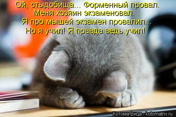 Ой, стыдобища... Форменный провал. Меня хозяин экзаменовал. Я про мышей экзамен провалил... Но я учил... Котоматрица: Ой, стыдобища... Форменный провал. Меня хозяин экзаменовал. Я про мышей экзамен провалил... Но я учил! Я правда ведь учил!
