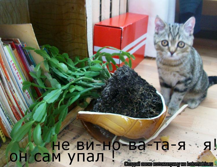 Котоматрица: не ви-но-ва-та-я   я! он сам упал !
