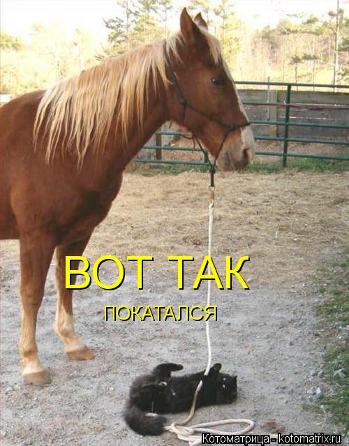 ВОТ ТАК ПОКАТАЛСЯ... Котоматрица: ВОТ ТАК ПОКАТАЛСЯ