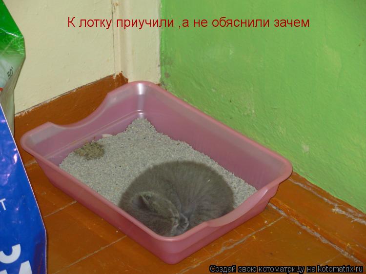 К лотку приучили ,а не обяснили зачем... Котоматрица: К лотку приучили ,а не обяснили зачем