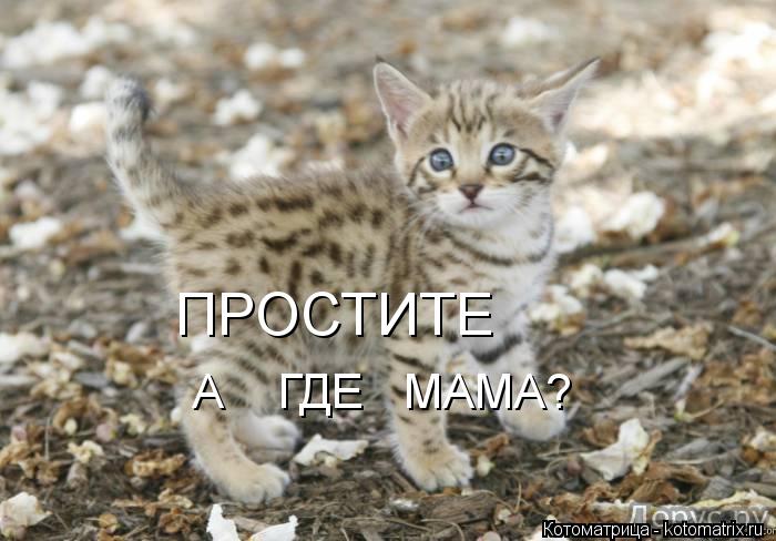 ПРОСТИТЕ А ГДЕ МАМА?... Котоматрица: ПРОСТИТЕ А ГДЕ МАМА?