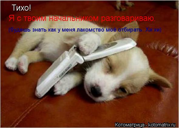 Тихо! Я с твоим начальником разговариваю. (будешь знать как у меня лакомство моё отбирать. Хи хи)... Котоматрица: Тихо! Я с твоим начальником разговариваю. (будешь знать как у меня лакомство моё отбирать. Хи хи)